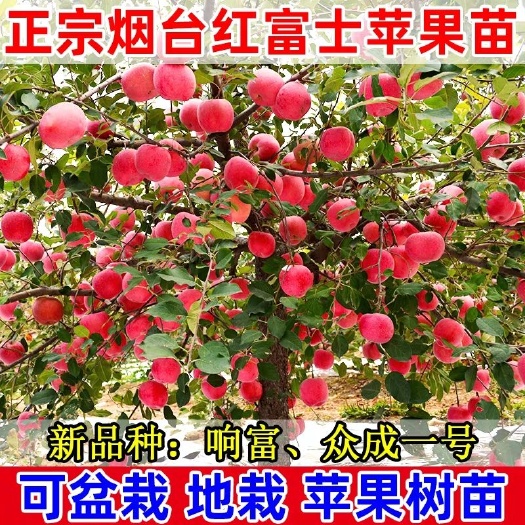 平邑县红富士苹果苗  正宗烟台富士 南北方种植 可盆栽家庭果园 保种植技术