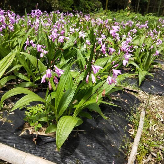 泾县黄花白芨苗 紫花三叉大白芨