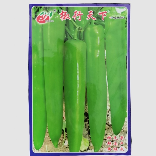 文成县尖椒种子椒行天下辣椒种子大果杂交一代中早熟黄绿皮辣味中