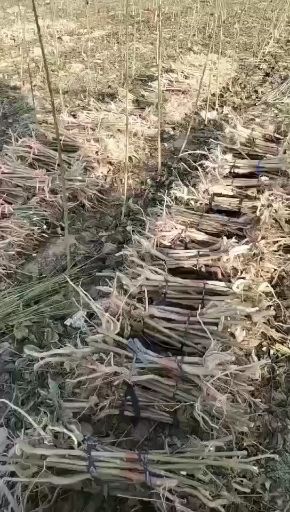 周口楸树苗  精品楸树，梓树苗售卖中，欢迎前来洽谈