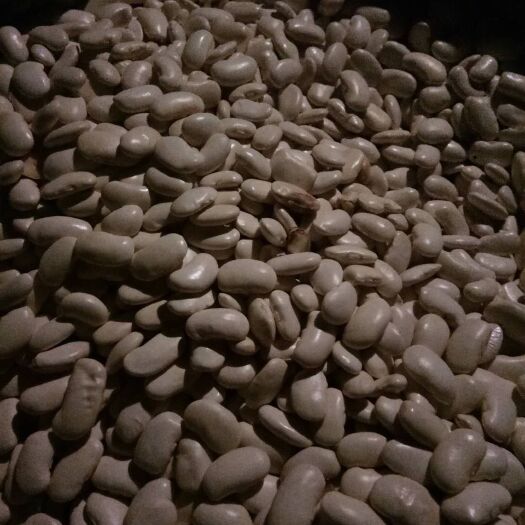 洱源县 有大量白芸豆出货要货的老板可以联系联系