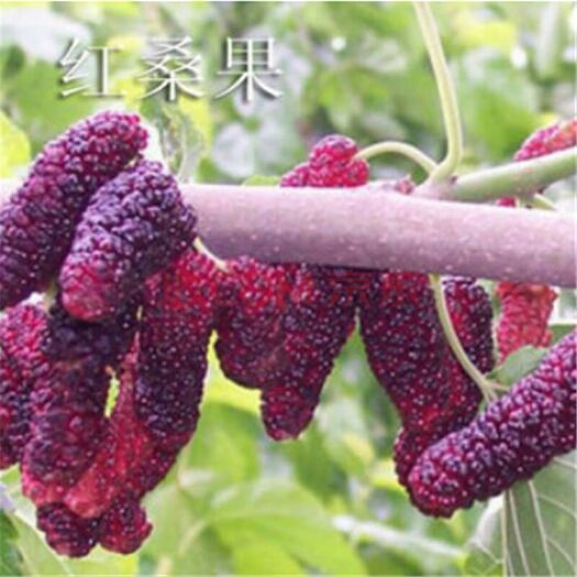 平邑县红果2号桑树苗 红果2号槡葚苗