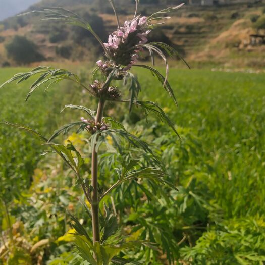 香格里拉 益母草