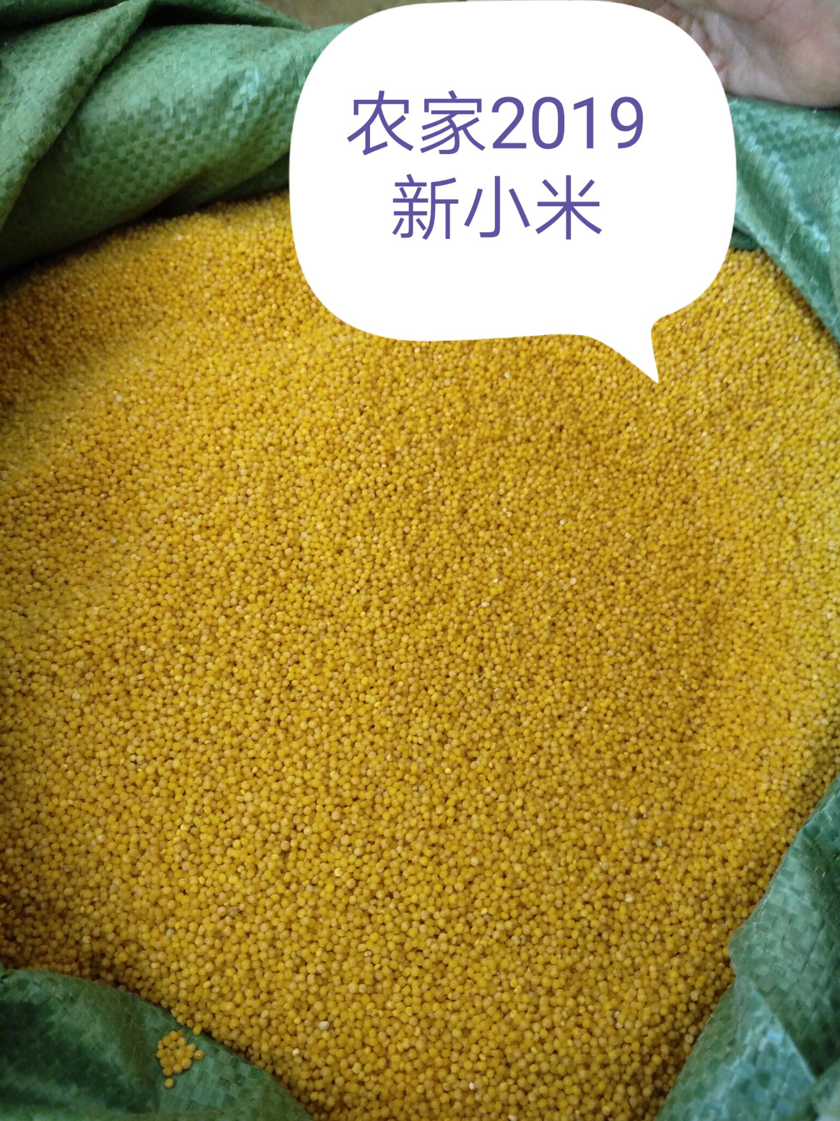 山西农户自产自销小米，施农家肥，杜绝任何化肥和农药