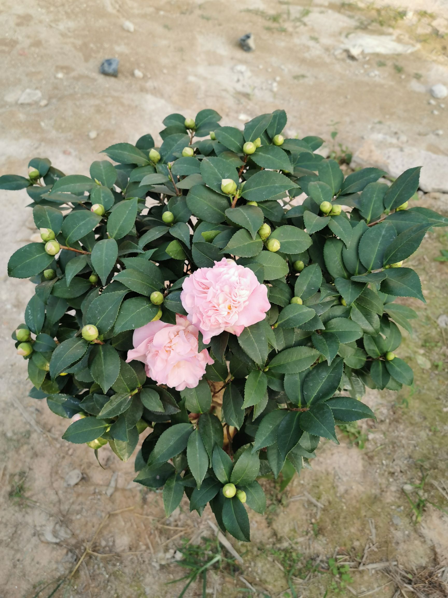 香花茶 50~80cm