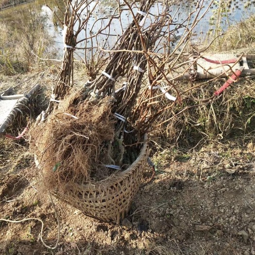 苍溪县 翠香猕猴桃苗