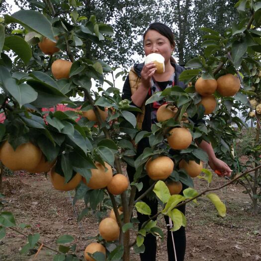滑县 现有五万斤晚秋黄梨对外批发，种植户直销