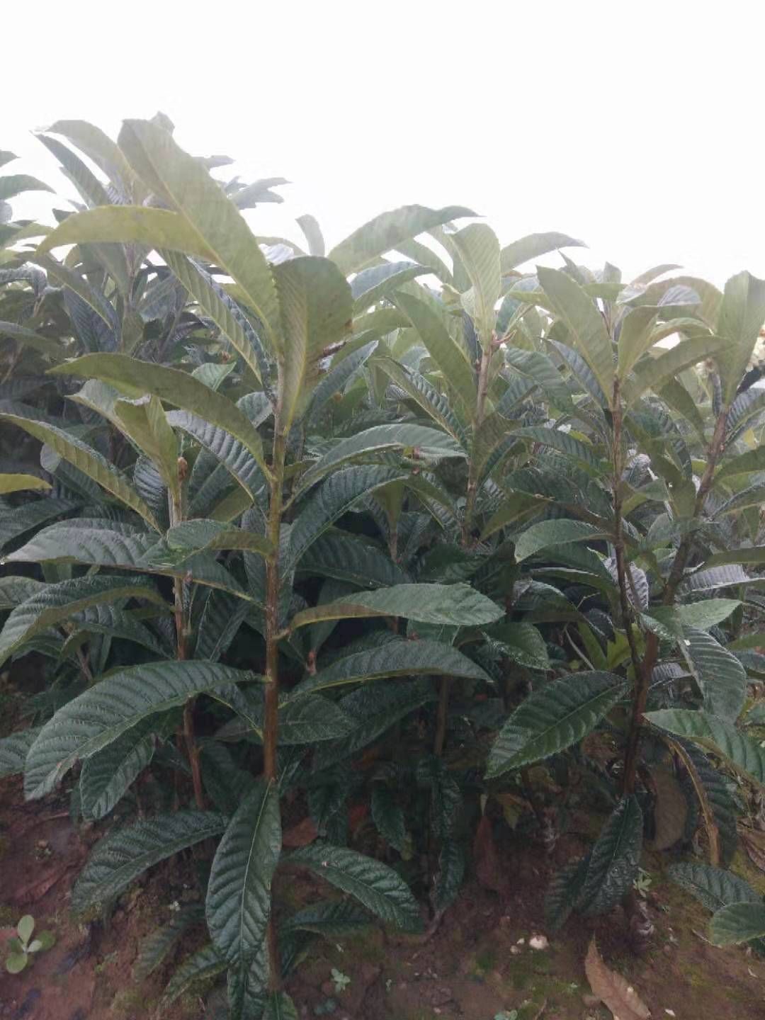 大五星枇杷苗