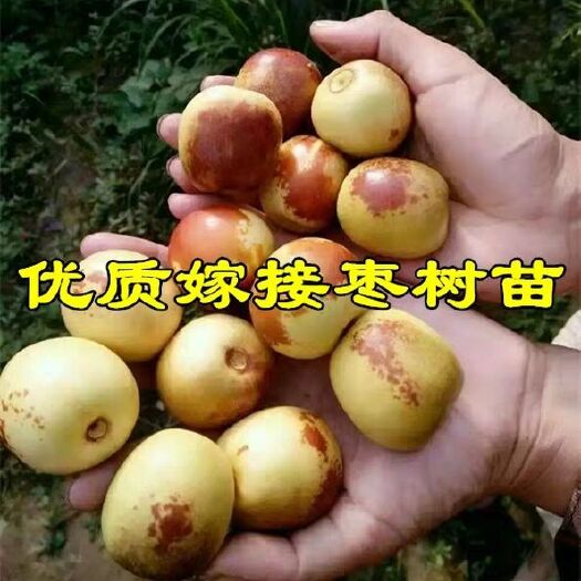 平邑县 冬枣树苗当年结果树苗基地直供免费提供技术指导包成活包品种