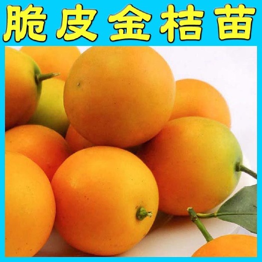 阳朔县脆皮金桔苗  滑皮金桔苗 嫁接苗二年苗 带果金桔 果苗基地直