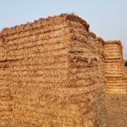 濉溪县 小麦秸秆