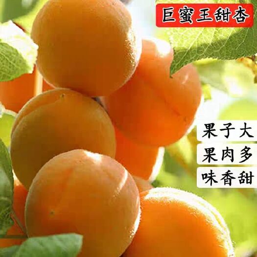 平邑县 巨密王甜杏杏树苗包成活当年结果树苗免费提供技术指导基地直供