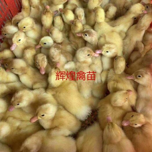 南宁 桂柳白鸭苗  鹅苗 土鸡苗 出壳包打疫苗