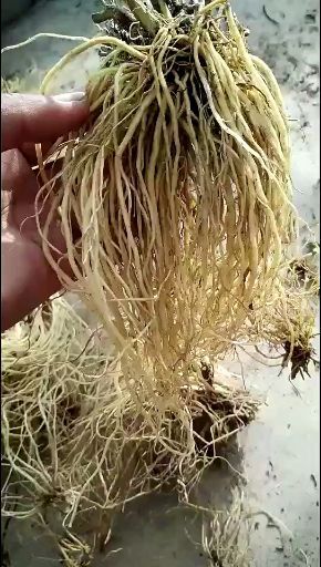 云县 龙胆草的