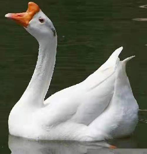 浏阳市白鹅苗  浙东鹅苗