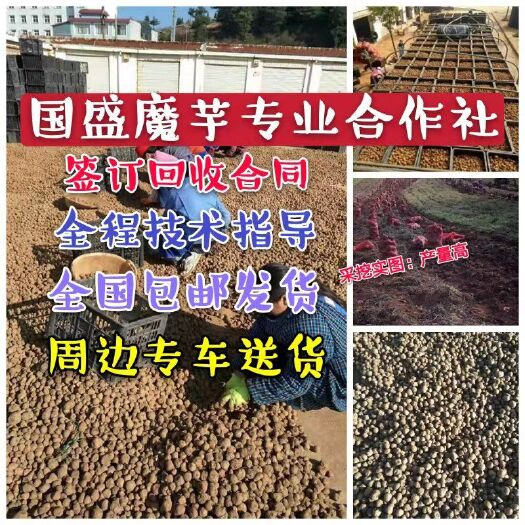 富源县花魔芋  云南种子，技术全程跟踪指导签合同保底回收