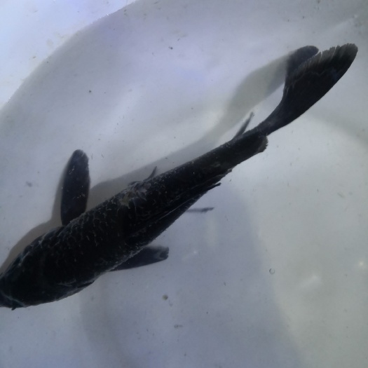 济南 黑色锦鲤鱼