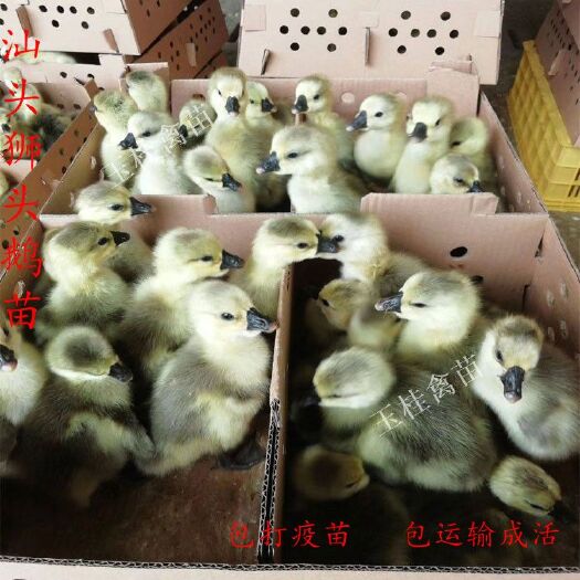 南宁 汕头狮头鹅苗 大种鹅苗 合浦狮头鹅苗 活体鹅苗
