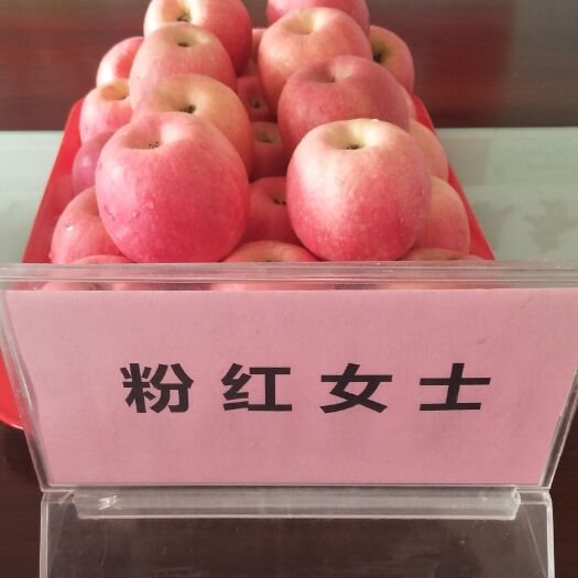 富平县 我农场产的粉红女士苹果，香甜可口，艳丽诱人，绿色安全。
