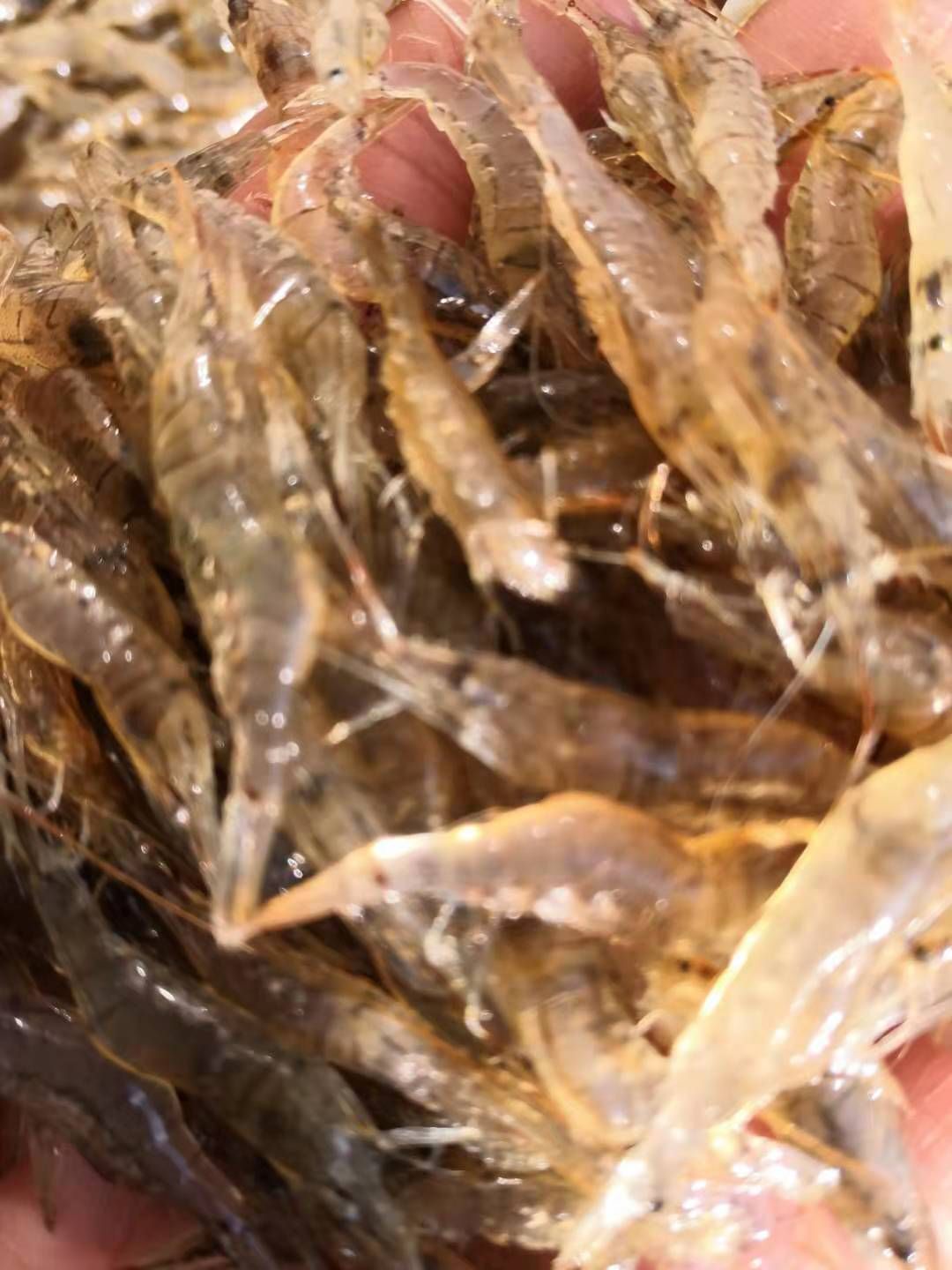 白米虾 活性虾，跳跳虾，蹦蹦虾