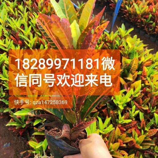 海口 变叶木