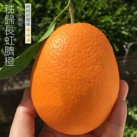 秭归县秭归脐橙 秭归当季特级“长虹”，12月正上市，味正，甘甜，汁多！！