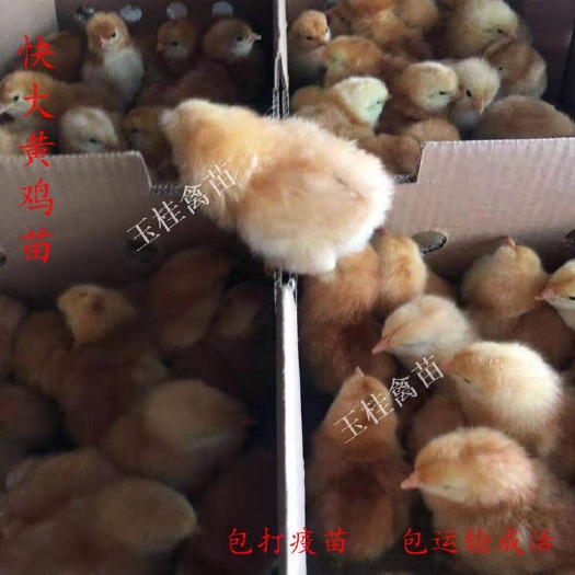 南宁 快大黄鸡苗 肉鸡苗 大种鸡苗 土鸡苗