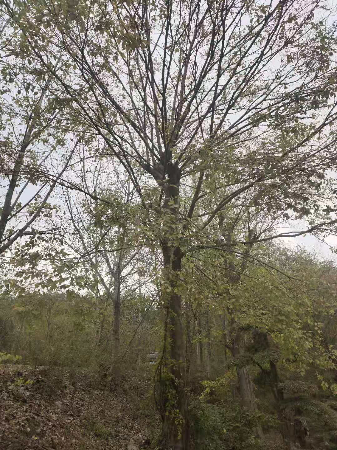  朴树，丛生朴树（10~70公分山货）规格齐全，货源充足价便宜