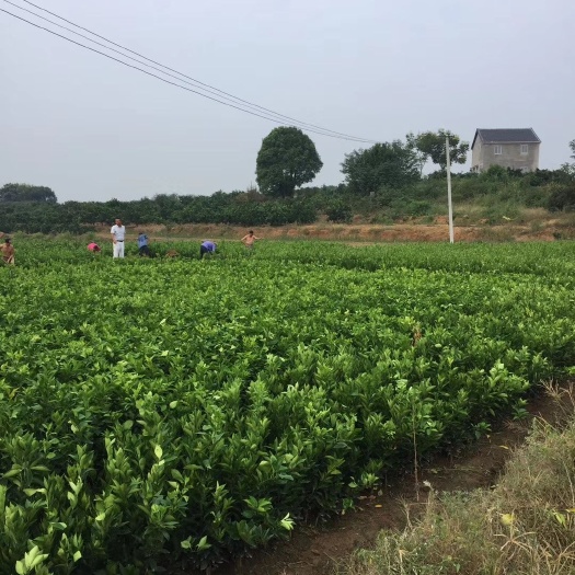 枝江市纽荷尔脐橙苗 出售各类脐橙苗，品种纯，根须好，无病毒