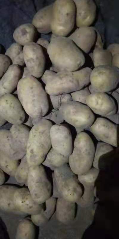 四子王旗荷兰15号土豆 荷15黄皮黄心