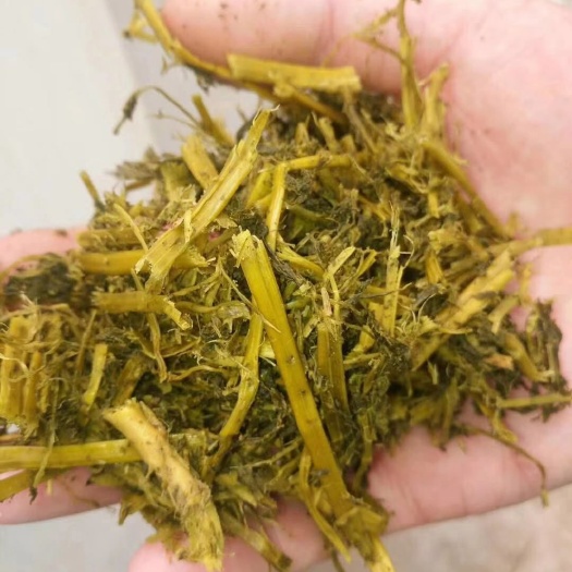 天津紫花苜蓿 中科院微生物研究所发酵技术，这就是传说中的奶牛的大面包