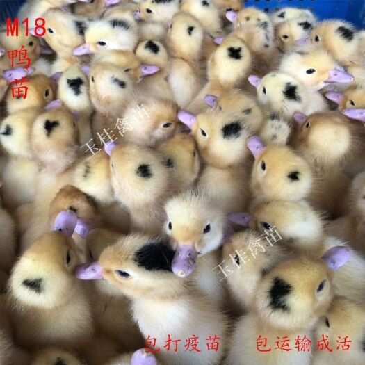 南宁一点头鸭苗  一点黑鸭苗，m18鸭苗，白鸭苗 肉鸭苗 活体鸭苗