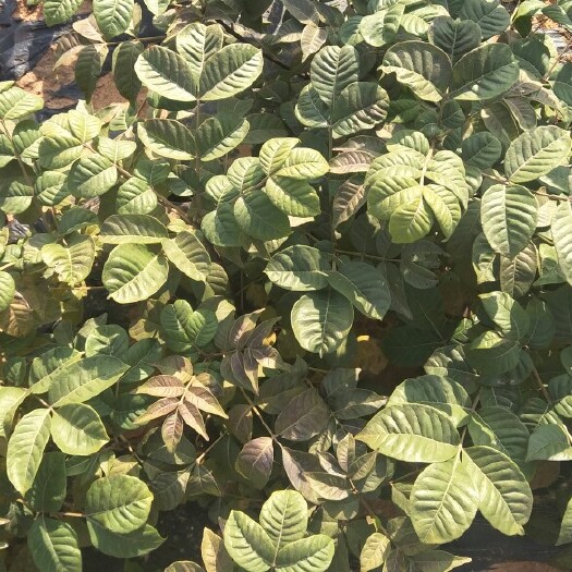 樟树市 吴茱萸苗10cm~40cm