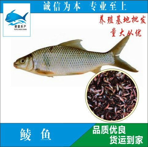 广州 鲮鱼苗