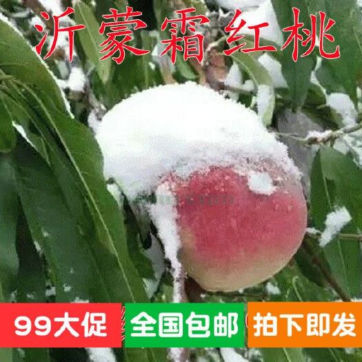 沂蒙霜红桃树苗嫁接苗 基地直销现挖现卖 保证品种