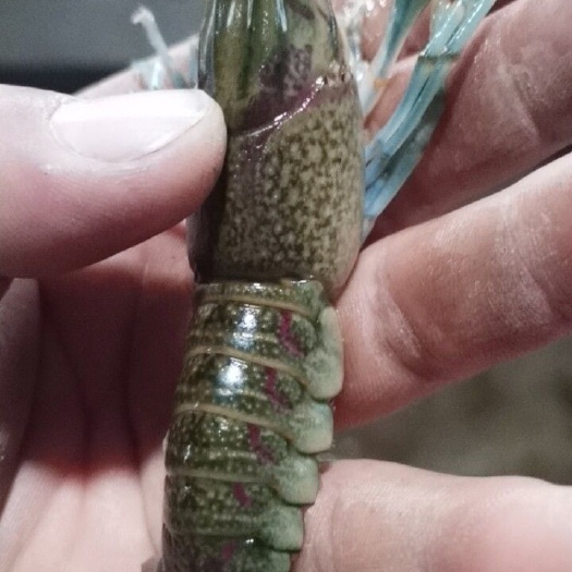 北票市澳洲龙虾苗