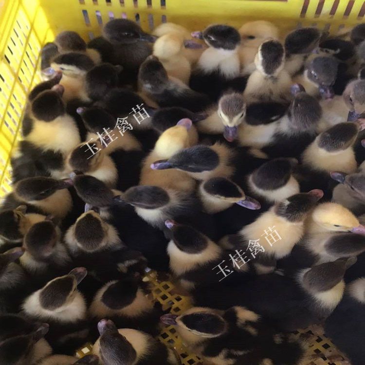 番鸭苗 火鸭苗 旱鸭苗 西洋鸭苗 白番鸭苗，黑番鸭苗