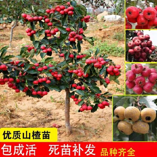 平邑县山里红山楂树苗 山里红优质山楂苗南北均可种植包邮保湿发货
