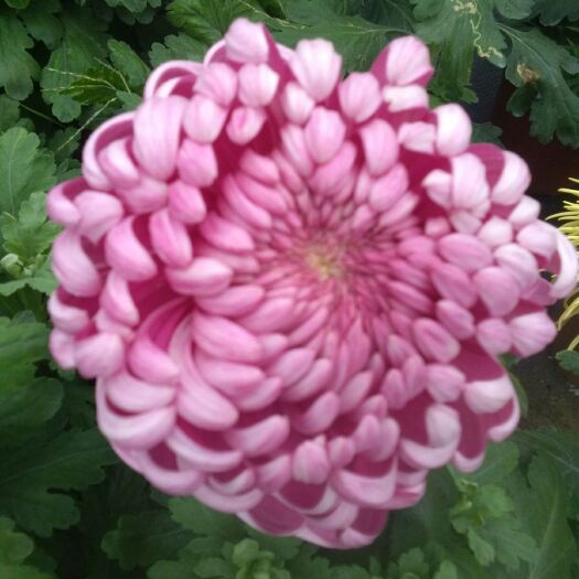 海宁市菊花苗  秋菊观赏菊花，盆栽地栽均可，花期长，可免费取样。