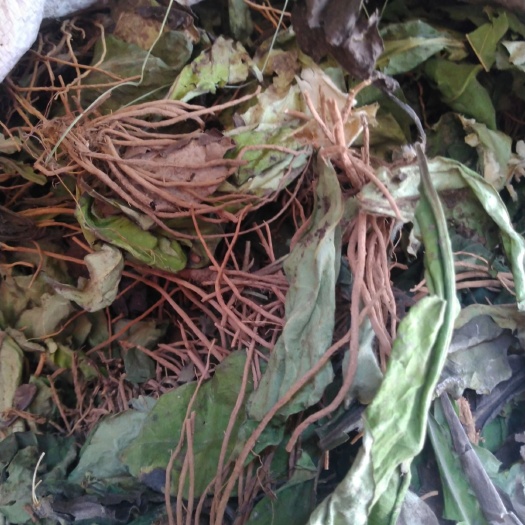 白头翁  毛大丁草