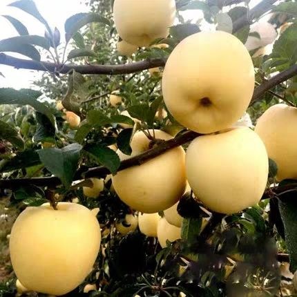 平邑县 维纳斯黄金苹果苗当年结果树苗免费提供技术指导包成活包品种基