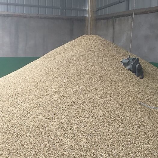 泗阳县黄大豆  优质苏北泗阳大豆