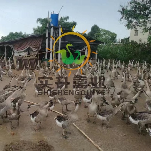 南宁 阳江鹅苗批发价格 阳江鹅苗孵化厂 阳江鹅苗孵化基地