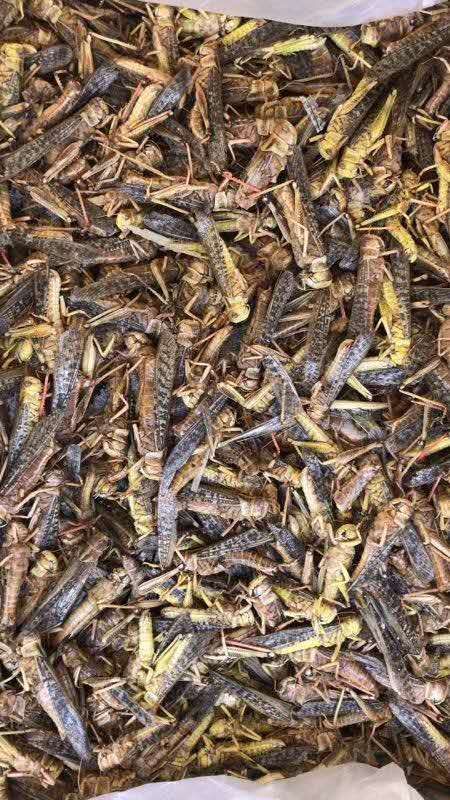  最好的东亚飞蝗