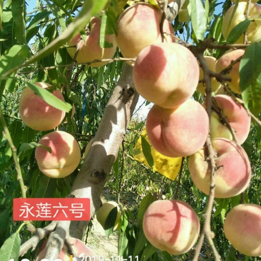 虞城县 我基地大量供应优质品种桃树苗，保证品种纯正无病虫害