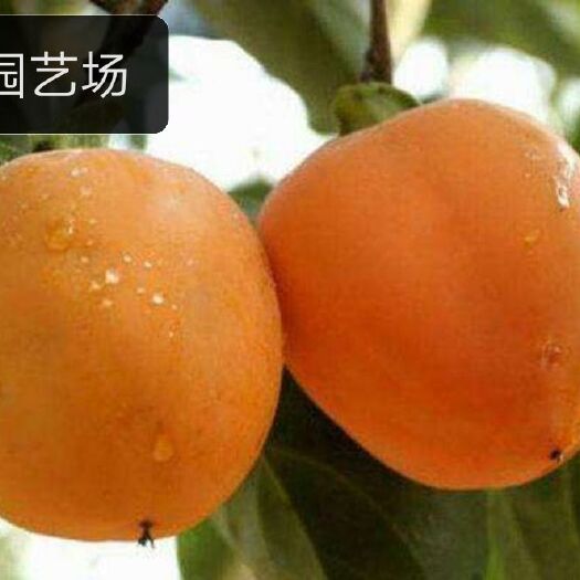 泰安牛心柿苗  柿子树苗