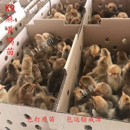 南宁K9麻黄鸡苗  k9鸡苗，麻黄鸡苗，肉鸡苗 大种鸡苗 新广麻鸡苗 活体鸡苗