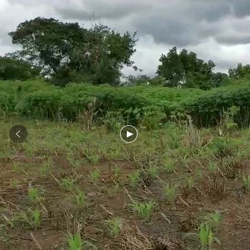  两年生足称非洲木薯切片无污染酒精淀粉药物制药生物燃料工食两用