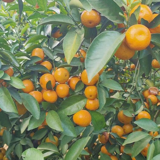 沙糖桔 砂糖橘大量上市