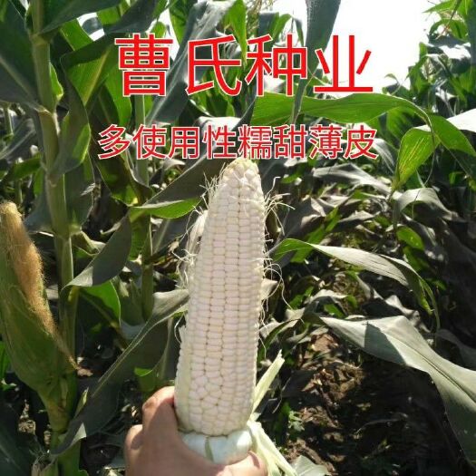 梅河口市甜玉米  日本系列产品造福中国人民，68-87天，大棒形，混合形甜糯